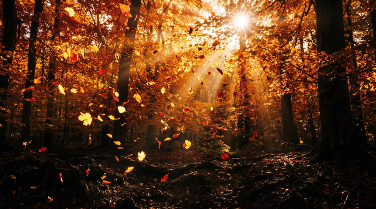 Fall