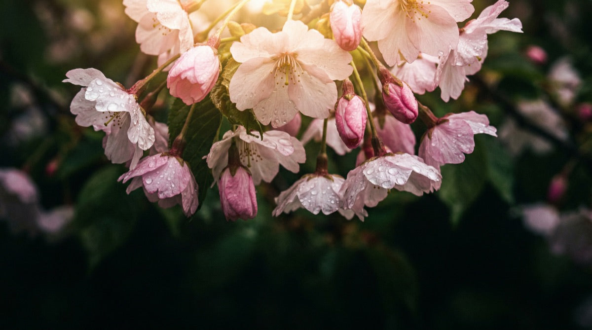 Spring